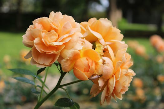 Unlocking the Gates: Your Realistic Guide to the University of Toronto Acceptance Rate