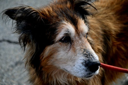 The Evolving Landscape of Learning: Understanding the True Potential of a Classroom Companion